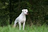 DOGUE ARGENTIN 450
